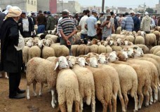 المهنيون يتوقعون ارتفاعا بـ400 درهم في أثمنة أضاحي العيد