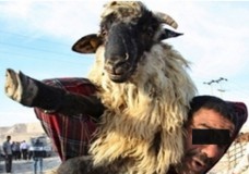 بيع 19 رأس من الغنم مسروقة لشراء 600 كيلو غرام من مخدر الشيرا !؟