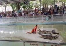 سياح في مهمة انتحارية :  السباحة مع التماسيح !