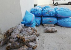 حجز نصف طن من الحشيش بالقصر الكبير
