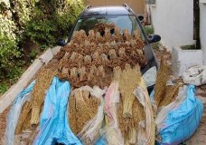 درك القصر الكبير يحجز ثلاث سيارات وكميات هامة من الكيف والطابا