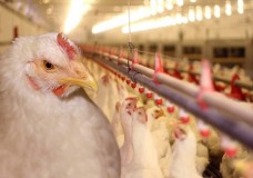 92 % من الدواجن المستهلكة بالمغرب غير خاضعة للمراقبة الصحية