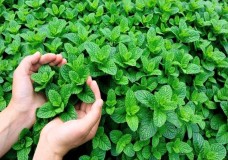 النعناع القصري خال من المبيدات الضارة بصحة المستهلك  !؟