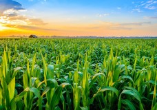 التسميد المعقلن يرفع مردودية المحصول الزراعي بالمغرب !