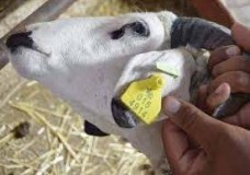 ترقيم أزيد من 1443 رأسا من الأغنام والماعز !