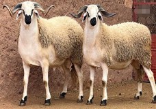 المدير العام للأمن  الوطني يتبرع على الفقراء بأضاحي العيد !