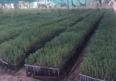 نص البلاغ الصادر عن الوكالة الوطنية للمياه والغابات بشأن مآل شتلات الصنوبر بإقليم الناظور.