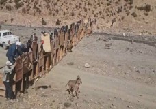 المحافظة على الحياة البرية من خلال عملية إطلاق لغزال الأروى في المنتزه الوطني للأطلس الكبير الشرقي