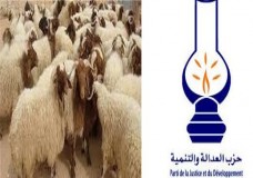 مصادرة حوالي 33 خروفا بطنجة !!