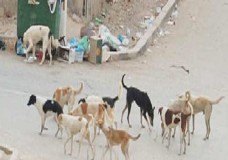 لفتيت يدق ناقوس الخطر: أكثر من 100 ألف حالة عضّ بسبب الكلاب الضالة سنة 2024… بين مطالب حماية الحيوانات وهاجس السلامة الصحية