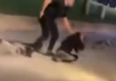 عتداءات متكررة تهز شوارع طنجة.. “فيدورات” في قفص الاتهام والسلطات تتحرك!